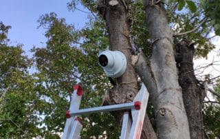 Pose de caméra sur un arbre pour surveillance une villa à Aix en Provence